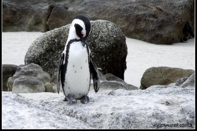 Cape Town Private, Cape Peninsula Penguin and Robben Island Tour - Common questions