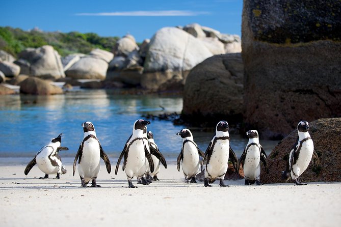 Cape Town Private, Robben Island and Cape Point Tour - Additional Details