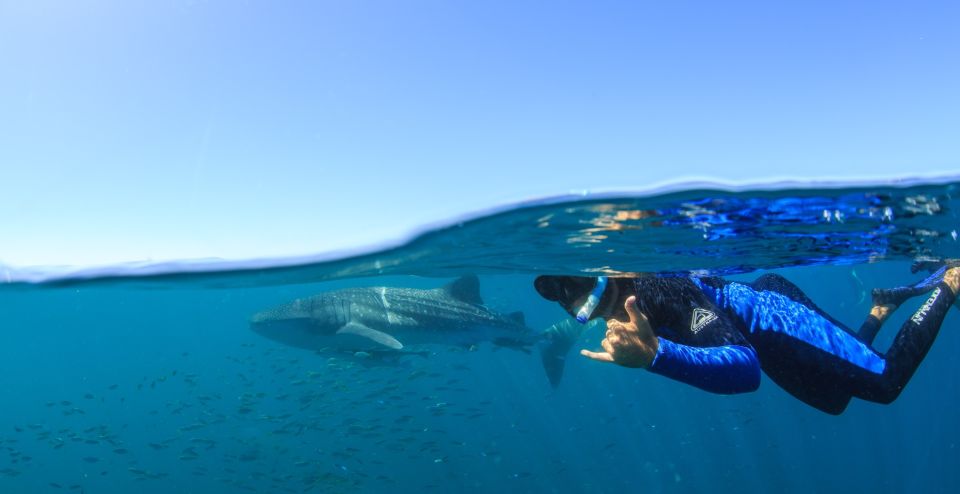 Coral Bay: Ningaloo Reef Swim and Snorkel With Whale Sharks - Customer Reviews