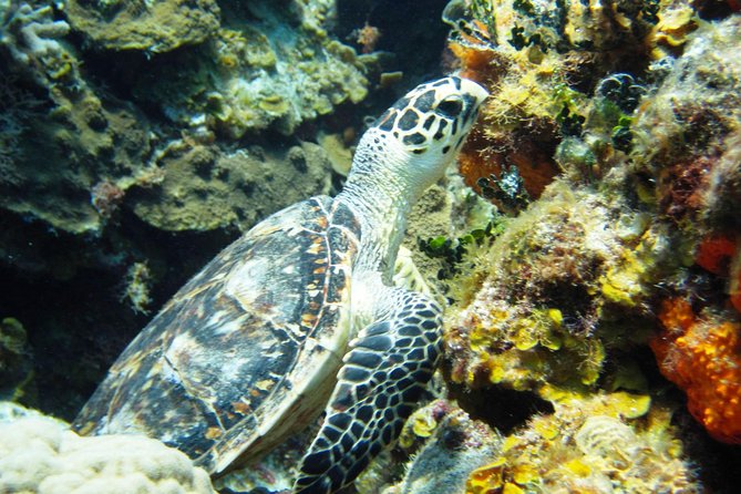 Cozumel Snorkeling Tour at Palancar & Colombia Reefs and El Cielo - Additional Information