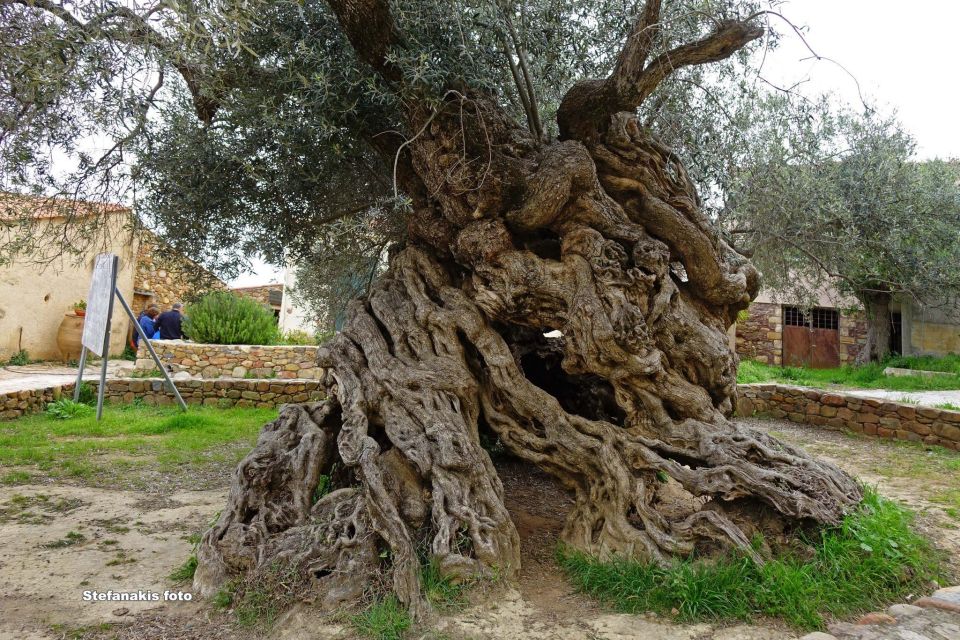 Crete: Wine and Olive Oil Tasting - What to Bring
