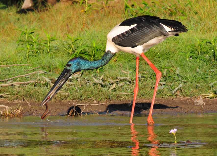 Darwin: Mary River Wetlands Wildlife Cruise With Lunch - Common questions