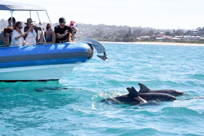 Encounter Bay: Southern Ocean Adventure Cruise - Whale Watching Tips