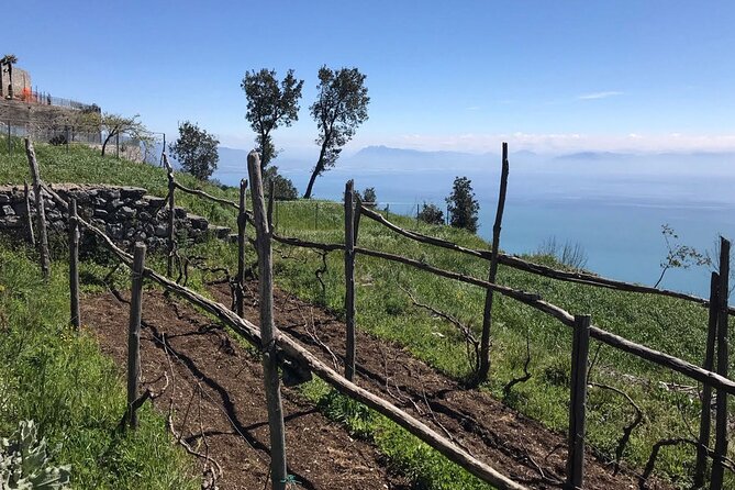 Enjoy a Pasta Making Class Near the Amalfi Coast in Agerola - Reviews and Customer Service