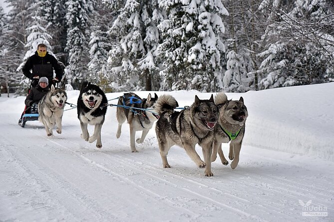 Feel the Magic of Winter With Thrilling Arctic Dog Sled Rides - Feel the Rush of Speed