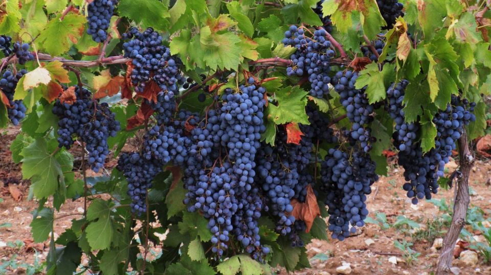 From Aix-en-Provence: Wine Tour in Cezanne Countryside - Pricing, Availability, and Payment Options