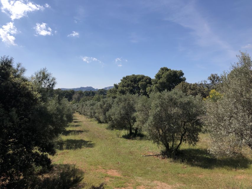 From Arles: Alpilles Regional Park Provence 4x4 Safari - Important Tour Information