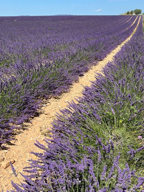From Avignon: Lavender Tour in Valensole, Sault and Luberon - Location Restrictions and Considerations