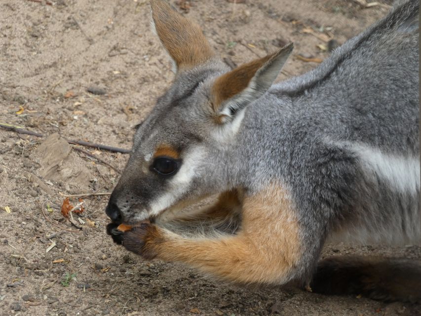 From Brisbane: Day Trip to Noosa, Glass House Mtns and Zoo - Important Information