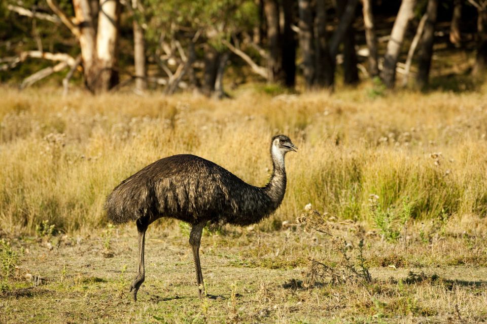 From Melbourne: Grampians National Park & Kangaroos - Important Things to Bring