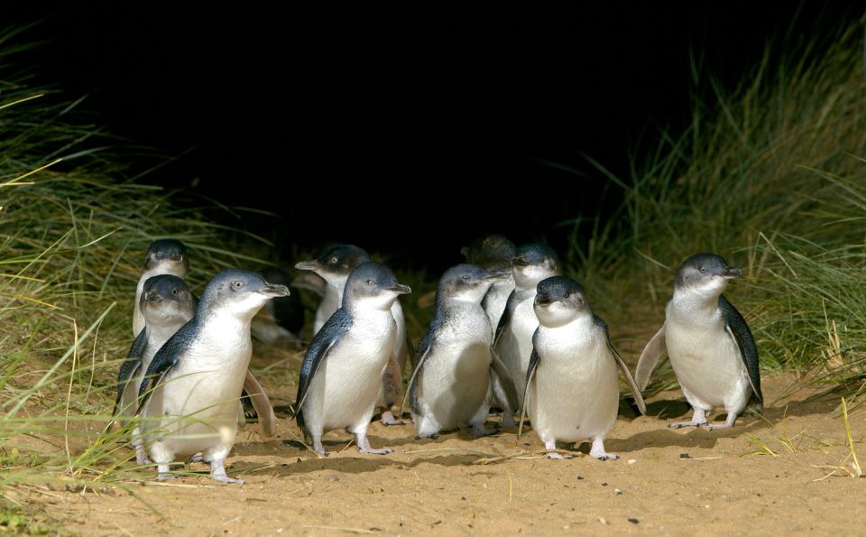 From Melbourne: Phillip Island Penguin Parade Express Trip - Meeting Point Information