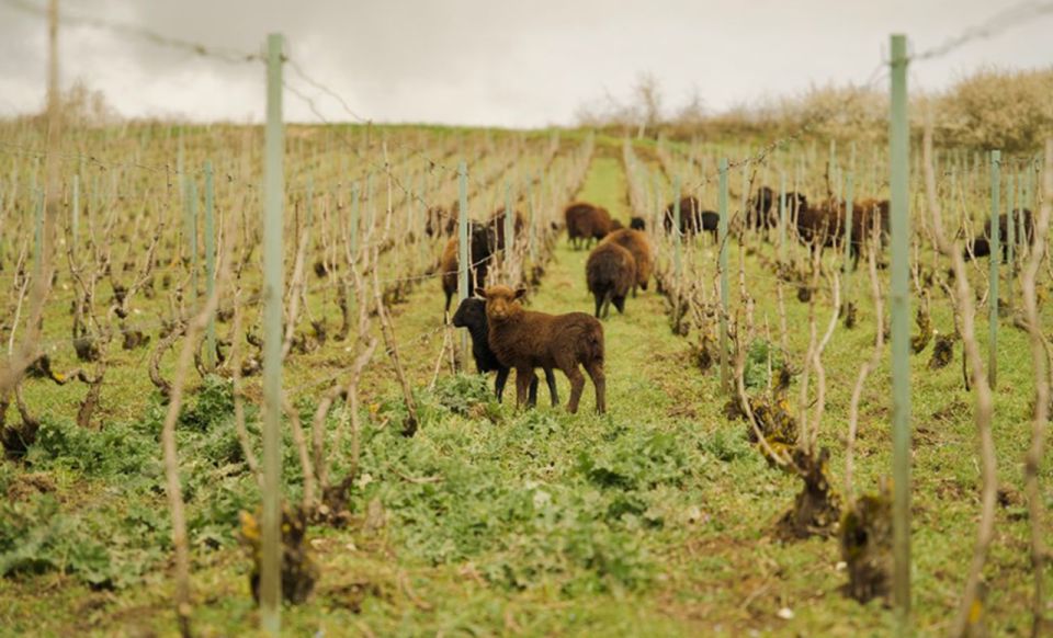 From Paris: Champagne Region Day Trip With Tastings & Lunch - Meeting Point Details