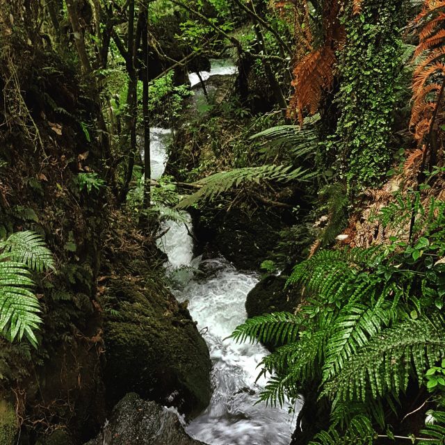 From Rotorua: Wai-O-Tapu, Waimangu and Te Puia Full-Day Tour - Last Words