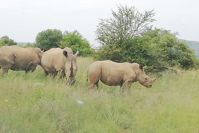 Full-Day Pilanesberg National Park Safari From Johannesburg and Pretoria - Transportation Information
