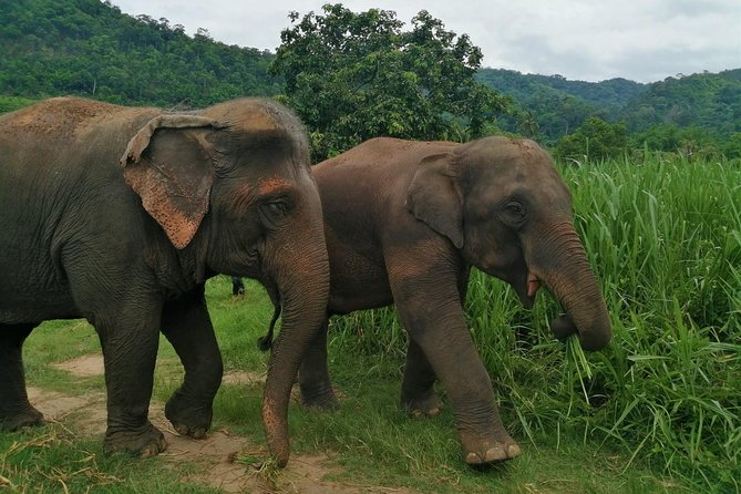 Half Day Visit Chiang Mai Eco Elephant Care - Pricing and Additional Information