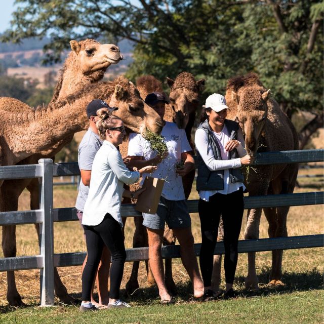 Harrisville: Summer Land Camel Farm Tour With Tasting - Common questions