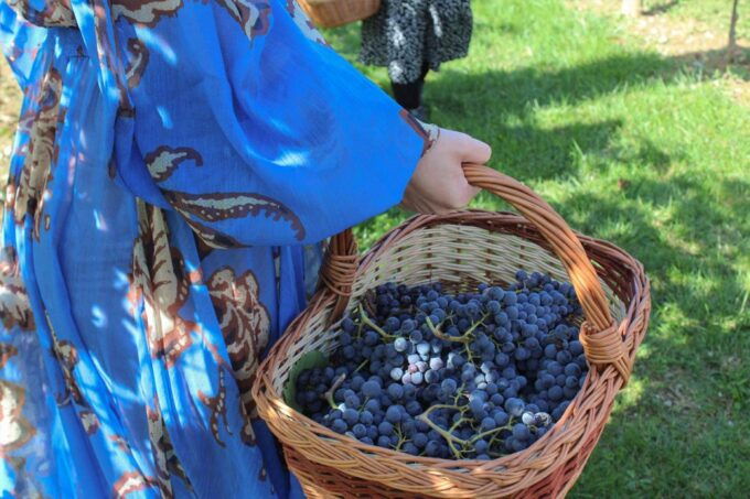 Harvest, Stomping & Tours - Inclusions and Highlights