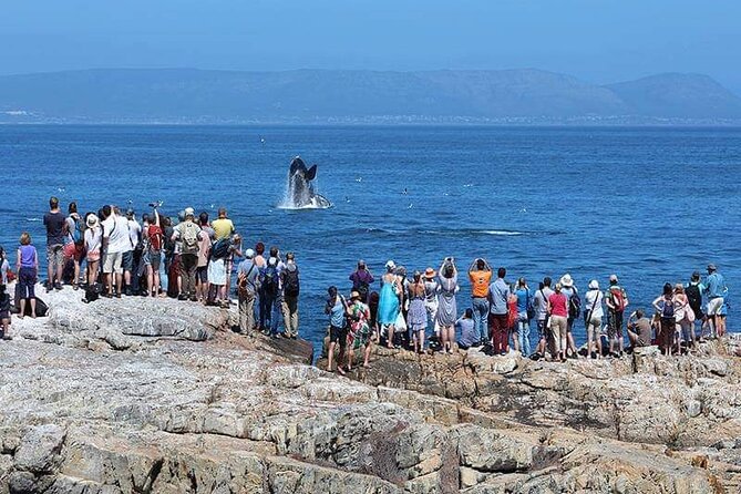 Hermanus Whale Watching Shared Tour From Cape Town - Common questions