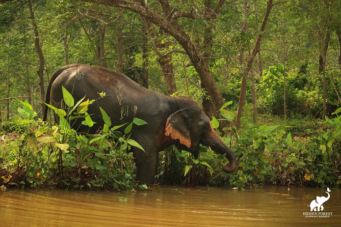 Hidden Forest Elephant Reserve: Guided Tour With Lunch & Transfer - Refund Policy