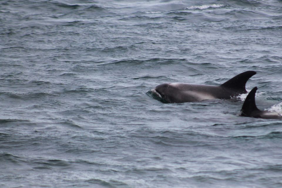 Húsavík: Whale Watching Boat Tour - Last Words