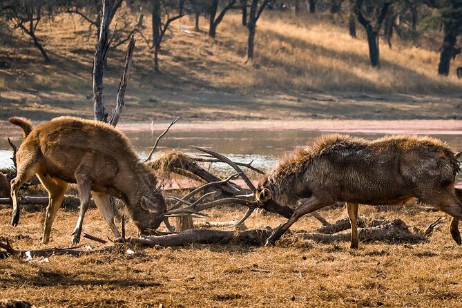 Jaipur to Ranthambore National Park Day Tour - All Inclusive - Pricing and Booking Information