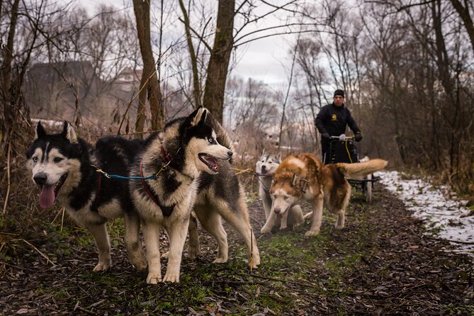 Kraków Full Dog Sled Ride - Learn About Dog Sledding Techniques