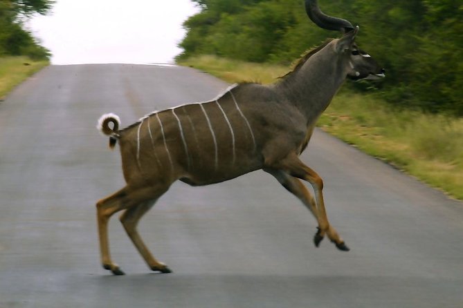 Kruger National Park Magical Day Safari From Johannesburg - Transportation Logistics