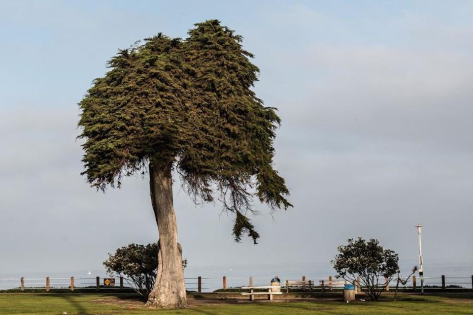 La Jolla: Self-Guided Smartphone Audio Tour - Meeting Point