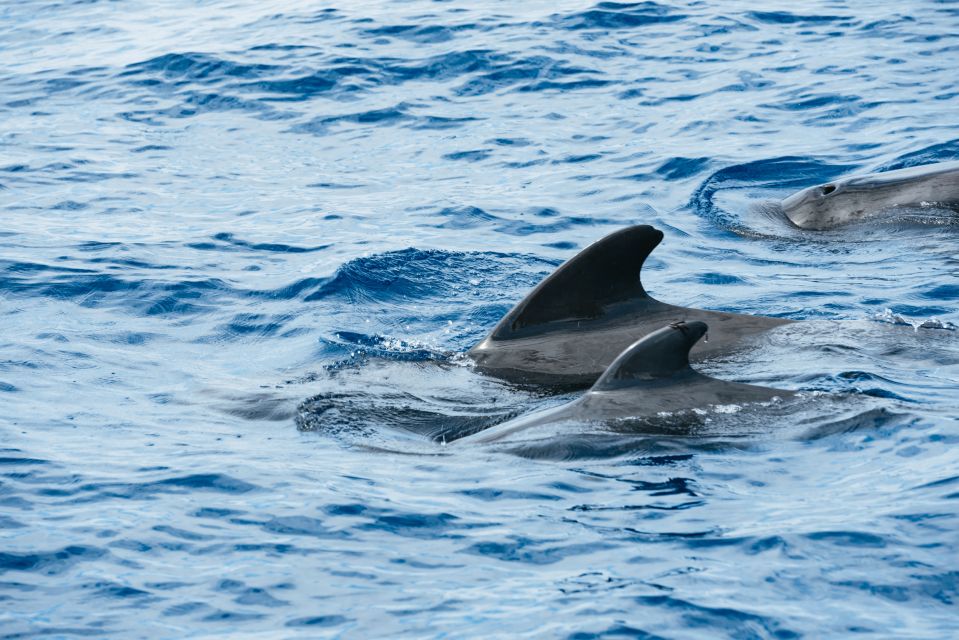 Las Galletas: Whale & Dolphin Tour With Local Skipper - Experience