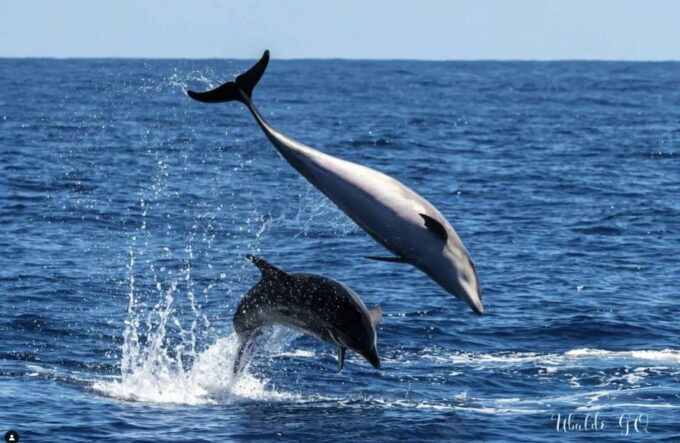 Los Gigantes: Dolphin and Whale-Watching Speedboat Tour - Reservation Details