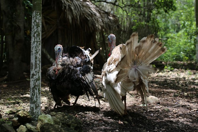 Mayan Backroads Private Bike Tour From Tulum - Common questions