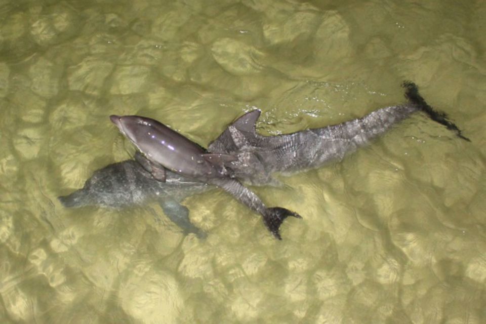 Moreton Island: Tangalooma Whale Watching & Dolphin Feeding - Directions