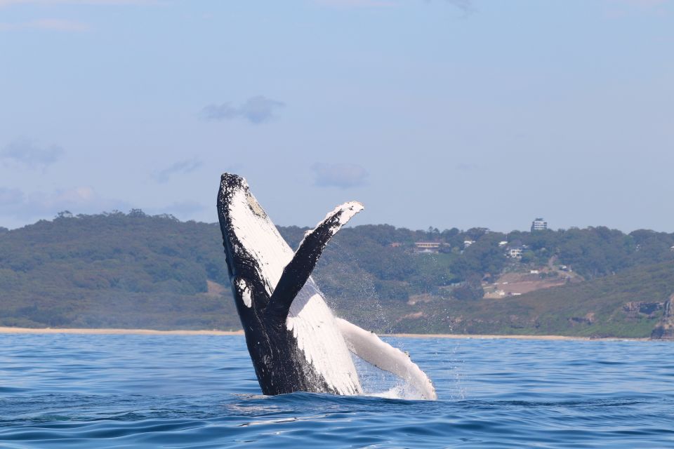 Newcastle: Small Group Humpback Whale Encounter Tour - Common questions