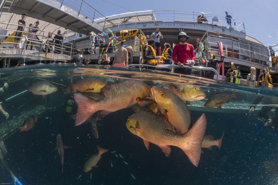 Port Douglas: Quicksilver Outer Barrier Reef Full-Day Cruise - Customer Reviews