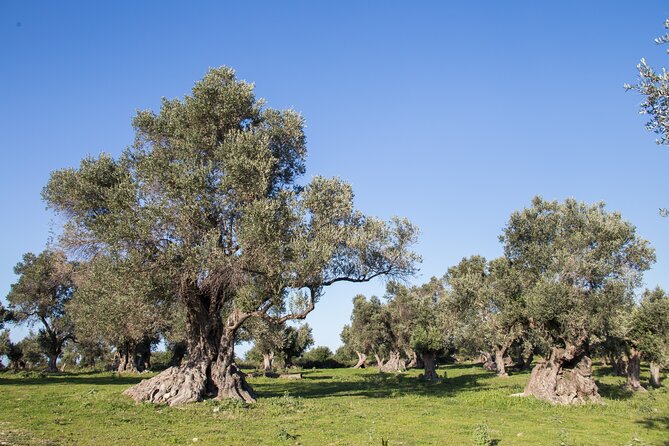 Private 3-Hour Olive Oil-Tasting Session & Lunch (Mar ) - Expectations and Accessibility