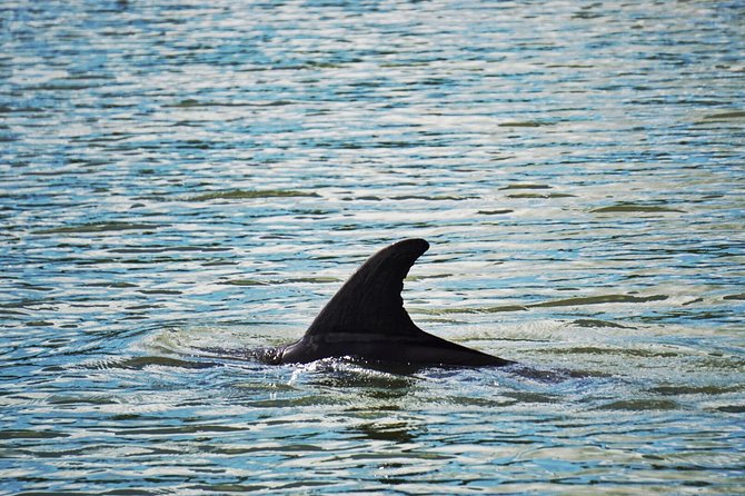 Private Hilton Head Dolphin Watching Tour With Waterfront Dining Stops - Customer Testimonials