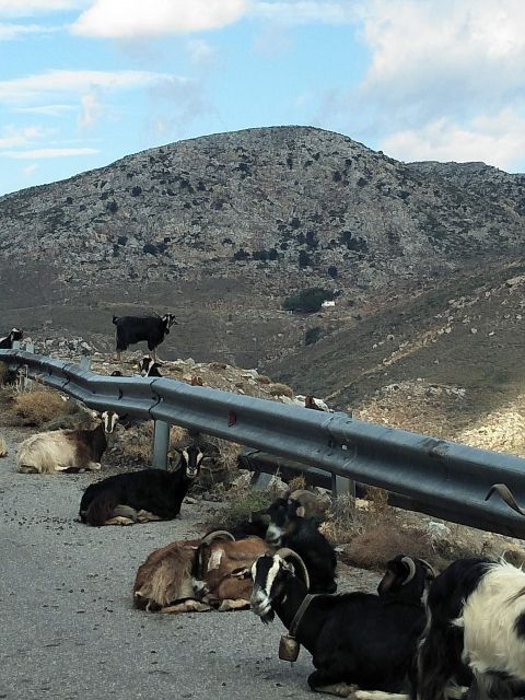 Private Tour Lasithi Zeus Cave Olive Oil Factory &Shepherd - Important Information