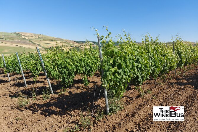 Private Vulture Wine Tour From MATERA With Sommelier - Tour Logistics