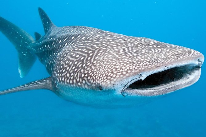 Private Whale Shark Ecofriendly Tour From Cancun - Reviews and Contact Information