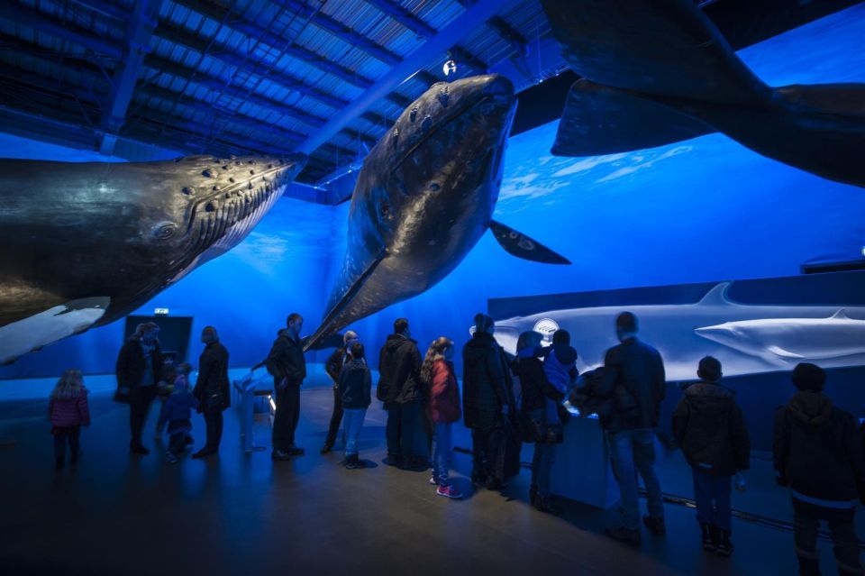 Reykjavik: Whale Watching Excursion & Whale Exhibition - Review Summary