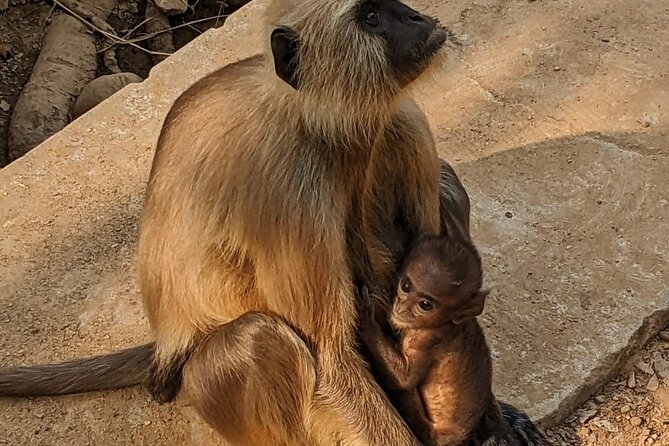 Same Day - Abhaneri Monkey Temple Bhangarh Fort From Jaipur - Common questions