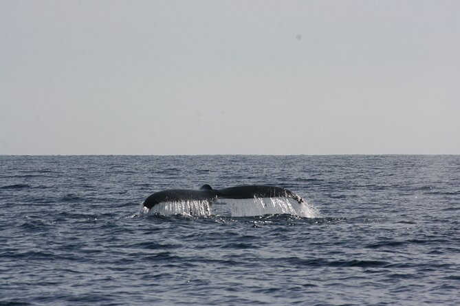 San Jose Del Cabo Small-Group Sunrise Whale Watching - Meeting and Pickup Details