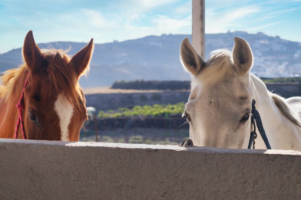 Santorini: Horseback Riding Tour on the Beach 1.5 Hours - Tour Highlights