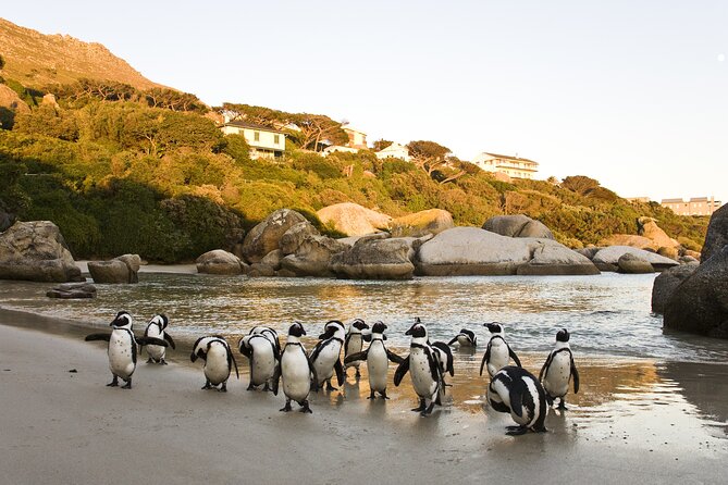 Sea Kayak and Cape Point Private Tour From Cape Town - Lunch at Kalk Bays Harbour House