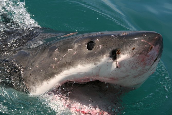 Shark Cage Diving & Viewing in False Bay - Customer Reviews & Ratings