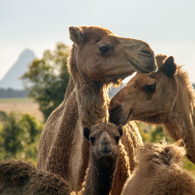 Sunshine Coast: Camels, Gin, and Beer Guided Tour - Beachtree Distilling Co. Visit