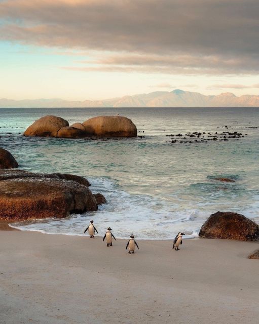 Swim With Penguins at Boulders Beach Penguin Colony - Directions for the Tour