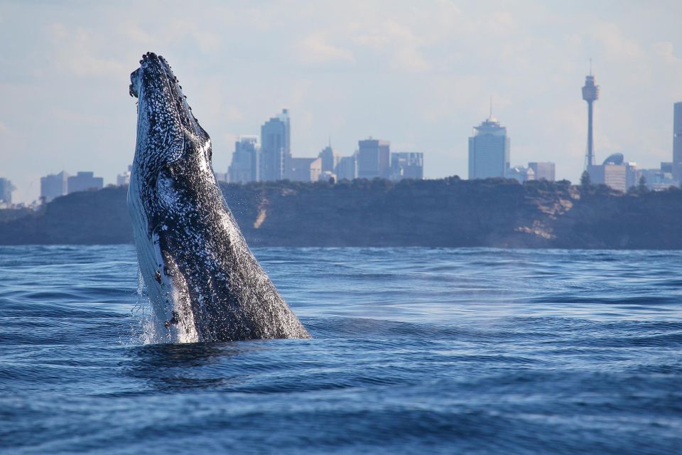 Sydney: 3-Hour Whale Watching Tour by Catamaran - Common questions