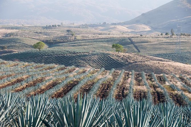 Tequila Tour Route - Key Points