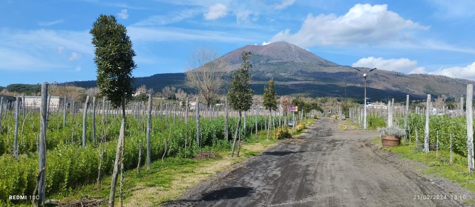 Tour Pompeii and Vesuvius Winery Experience From Naples - Highlights